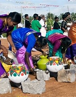 Bildresultat för pongal (festival) customs and traditions. Storlek: 157 x 200. Källa: www.tripsavvy.com