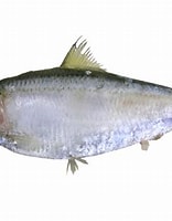 Image result for Clupeidae. Size: 156 x 200. Source: fishesofaustralia.net.au