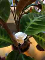 Image result for Calathea Bloom. Size: 150 x 200. Source: plantscraze.com