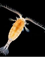 Afbeeldingsresultaten voor copepods. Grootte: 157 x 174. Bron: www.aquaticlivefood.com.au