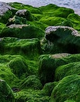 緑藻 に対する画像結果.サイズ: 157 x 187。ソース: forestrypedia.com