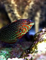 Image result for "thalassoma pavo". Size: 155 x 187. Source: www.reeflex.net