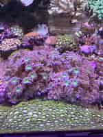 Image result for Clavularia viridis tricolor. Size: 150 x 200. Source: www.communitycorals.de