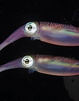 Afbeeldingsresultaten voor sepioteuthis. Grootte: 157 x 200. Bron: www.ryanphotographic.com