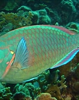 Afbeeldingsresultaten voor Papegaaivissen. Grootte: 157 x 200. Bron: vifreepress.com