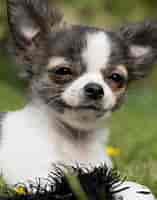 Image result for chihuahua. Size: 157 x 200. Source: www.rover.com