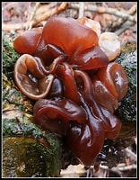 Image result for auricularia auricula judae. Size: 155 x 200. Source: www.pinterest.com