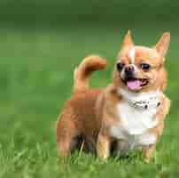Image result for chihuahua. Size: 202 x 200. Source: wagwalking.com