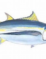 Afbeeldingsresultaten voor "Thunnus alalunga". Grootte: 157 x 182. Bron: www.seafoodsource.com