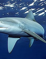 Image result for "Carcharhinus galapagensis". Size: 157 x 193. Source: www.floridamuseum.ufl.edu