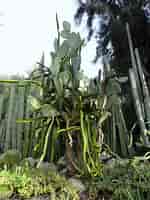 Résultat d’image pour Jungle Cactus Green. Taille: 150 x 200. Source: www.thedangergarden.com