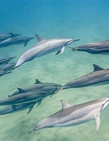 Image result for cetacea. Size: 155 x 200. Source: www.thoughtco.com