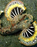Image result for scorpionfish. Size: 155 x 200. Source: boelah.blogspot.com