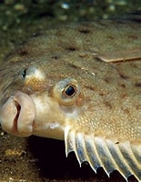 Image result for flounder. Size: 155 x 200. Source: medium.com