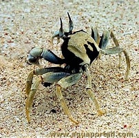 Image result for ocypode ceratophthalmus. Size: 202 x 200. Source: www.aquaportail.com