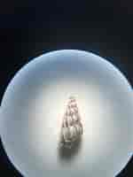 Image result for Epitonium turtonis. Size: 150 x 200. Source: www.molekulce.com