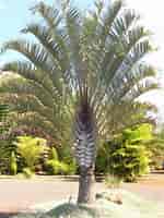 Afbeeldingsresultaten voor Small Palm Trees. Grootte: 150 x 200. Bron: www.installitdirect.com