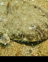Afbeeldingsresultaten voor tong (vis) habitat. Grootte: 155 x 200. Bron: www.alamy.com