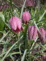 Image result for "fritillaria Formica". Size: 150 x 200. Source: my.chicagobotanic.org