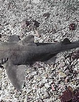 Afbeeldingsresultaten voor "heterodontus mexicanus". Grootte: 155 x 200. Bron: www.sharkwater.com