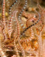 Image result for "Ophiothrix fragilis". Size: 156 x 200. Source: www.britishmarinelifepictures.co.uk