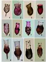 Image result for "Codonellopsis Pusilla". Size: 150 x 202. Source: www.researchgate.net