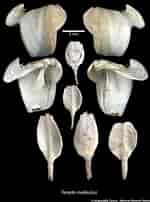 Afbeeldingsresultaten voor Teredora malleolus Stam. Grootte: 150 x 202. Bron: naturalhistory.museumwales.ac.uk