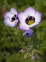 Image result for "gilia Reticulata". Size: 150 x 202. Source: www.watershednursery.com