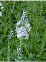 Image result for Veronica gentianoides 'Robusta'. Size: 150 x 203. Source: www.bethchatto.co.uk