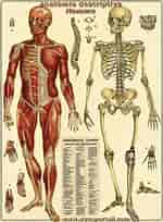 Bildresultat för Sabelschede Anatomie. Storlek: 150 x 204. Källa: www.aquaportail.com