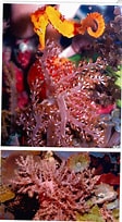 Image result for Capnella Habitat. Size: 112 x 204. Source: www.gibellaquarium.us