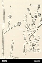 Afbeeldingsresultaten voor Amphicaryon peltifera Geslacht. Grootte: 138 x 204. Bron: www.alamy.com