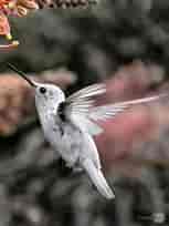 Leucistic Anna's Hummingbird ପାଇଁ ପ୍ରତିଛବି ଫଳାଫଳ. ଆକାର: 153 x 204। ଉତ୍ସ: www.turningart.com
