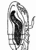 Image result for "clausocalanus Furcatus". Size: 110 x 204. Source: copepodes.obs-banyuls.fr