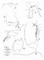 Image result for "bathyporeia Pelagica". Size: 150 x 204. Source: www.researchgate.net