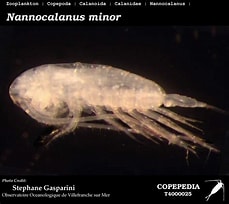 Image result for Nannocalanus minor Familie. Size: 229 x 204. Source: www.st.nmfs.noaa.gov