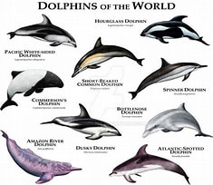 Image result for Dolphin Types. Size: 235 x 204. Source: www.pinterest.es