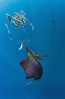 Afbeeldingsresultaten voor Atlantische Zeilvis Orde. Grootte: 134 x 204. Bron: www.diertjevandedag.classy.be