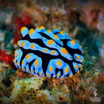 Afbeeldingsresultaten voor Nudibranchia Roofdieren. Grootte: 206 x 206. Bron: marinebiology.org