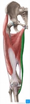 Image result for Musculus Gracilis Slagader. Size: 61 x 206. Source: www.kenhub.com