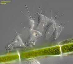 Image result for "acineta Tuberosa". Size: 236 x 206. Source: realmicrolife.com
