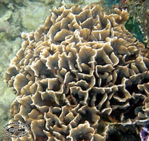 Afbeeldingsresultaten voor Agariciidae. Grootte: 218 x 206. Bron: www.chaloklum-diving.com