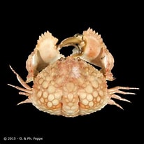 Image result for "calappa Capellonis". Size: 206 x 206. Source: www.crustaceology.com