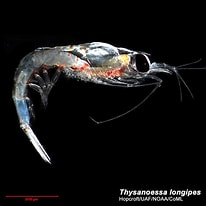 Bildergebnis für Thysanoessa longipes. Größe: 206 x 206. Quelle: www.arcodiv.org