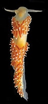 Afbeeldingsresultaten voor "coryphella Verrucosa". Grootte: 95 x 206. Bron: www.medslugs.de