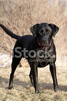 Bilderesultat for Jakt Labrador retriever. Størrelse: 137 x 206. Kilde: se.freeimages.com