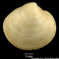 Image result for "dosinia Exoleta". Size: 206 x 206. Source: naturalhistory.museumwales.ac.uk