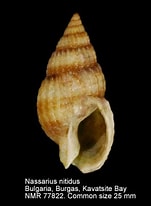 Image result for "nassarius Nitidus". Size: 151 x 206. Source: www.nmr-pics.nl