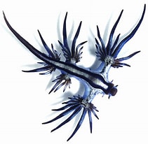 Image result for "Glaucus Atlanticus". Size: 211 x 206. Source: en.wikipedia.org