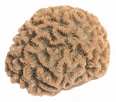Image result for "diploria Clivosa". Size: 234 x 206. Source: www.rocknreefsshop.com